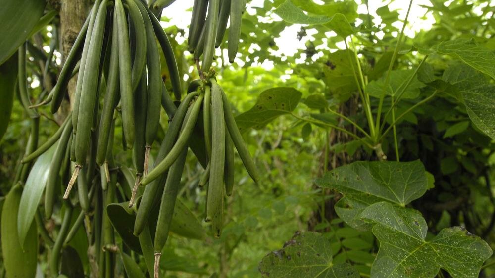 Culture de la vanille a Madagascar